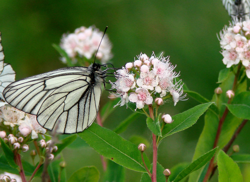 Image of Spiraea humilis specimen.