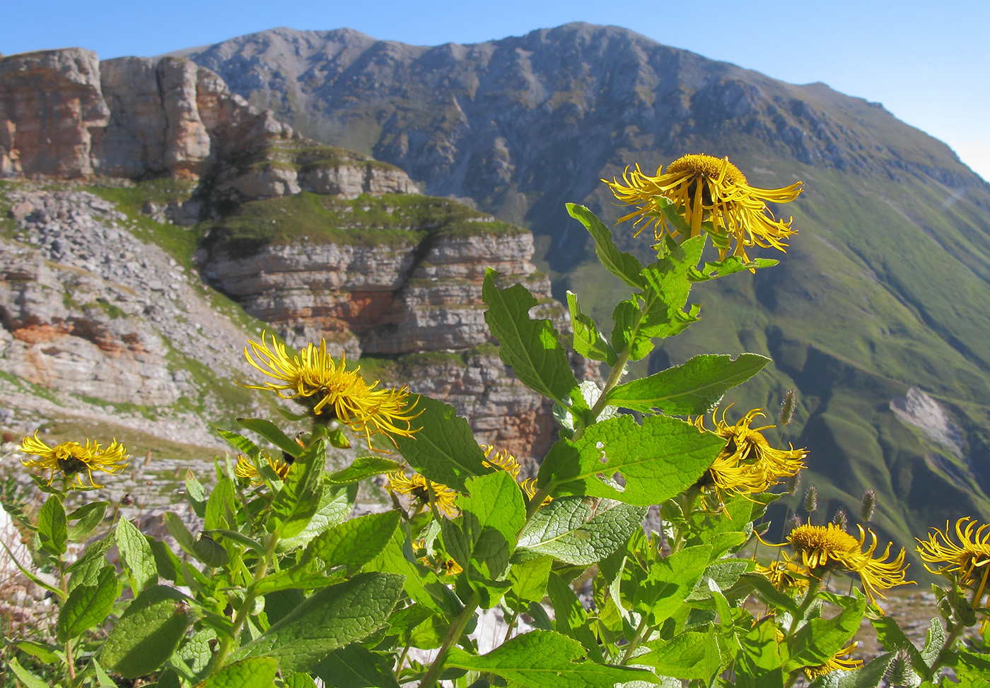 Image of Inula grandiflora specimen.