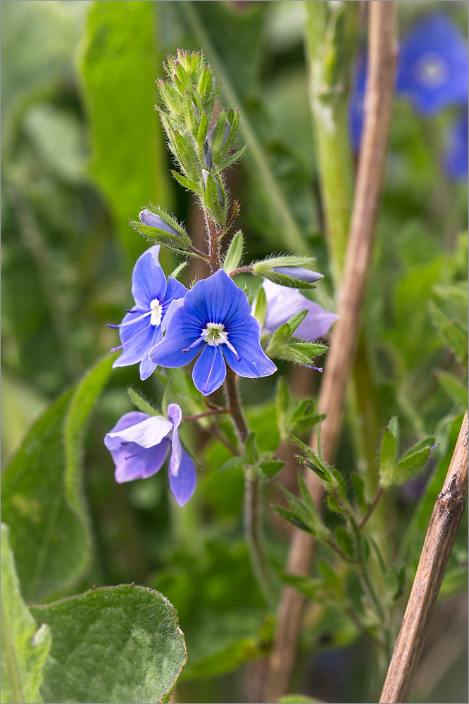 Image of Veronica chamaedrys specimen.