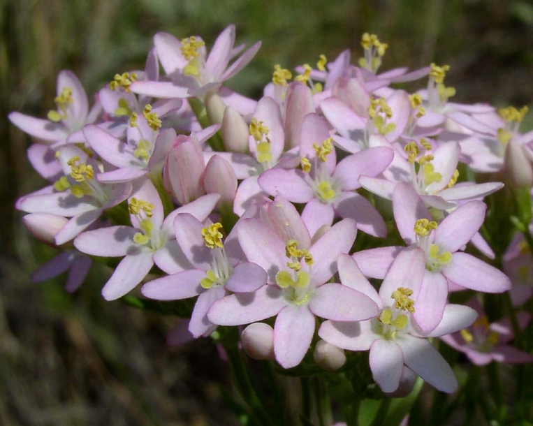 Image of Centaurium erythraea specimen.