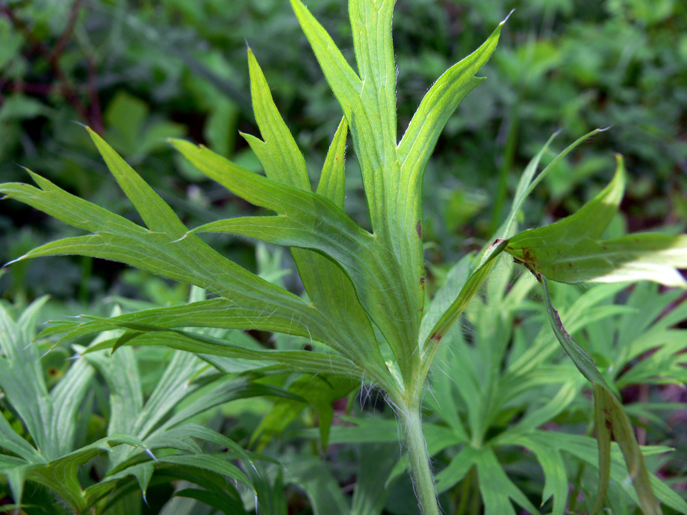 Image of Pulsatilla uralensis specimen.