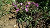 Geranium tuberosum. Цветущие растения. Крым, Керченский п-ов, Казантипский заповедник. 16.04.2016.