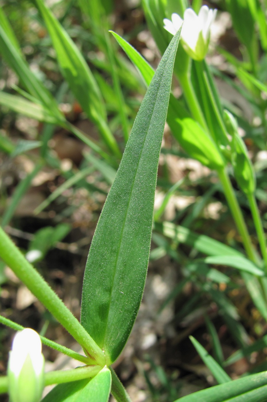 Image of Stellaria holostea specimen.