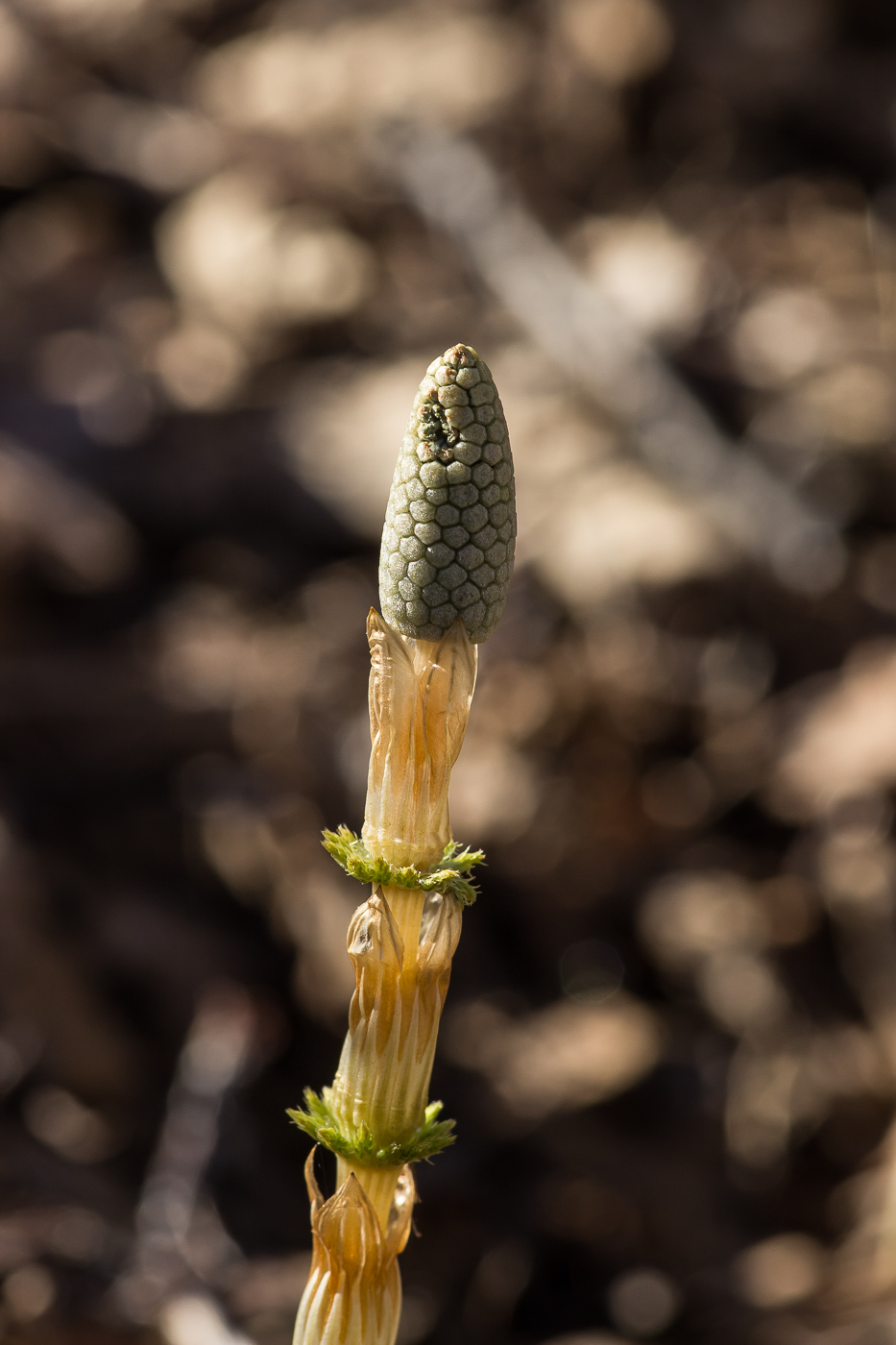 Изображение особи Equisetum sylvaticum.