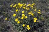 Linum flavum. Цветущее растение. Ульяновская обл., восточный склон Приволжской возвышенности, Шиловская лесостепь. 05.07.2005.