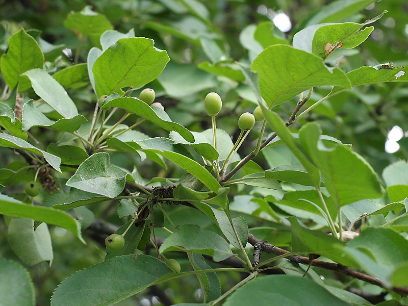 Image of Malus mandshurica specimen.