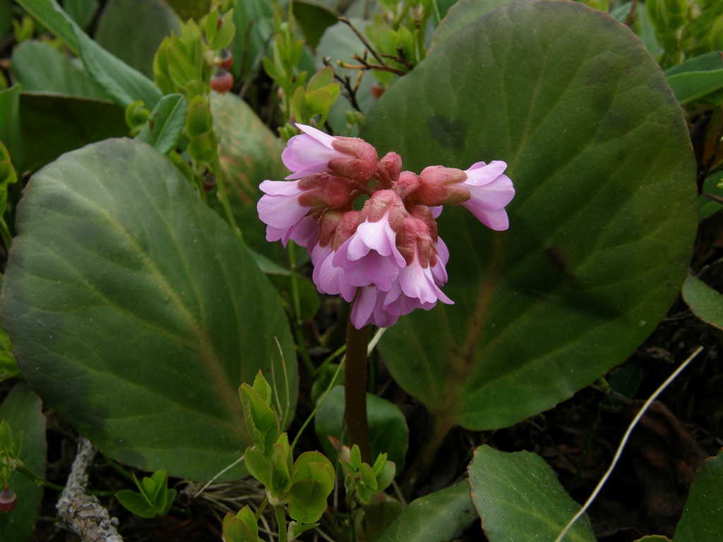 Image of Bergenia crassifolia specimen.