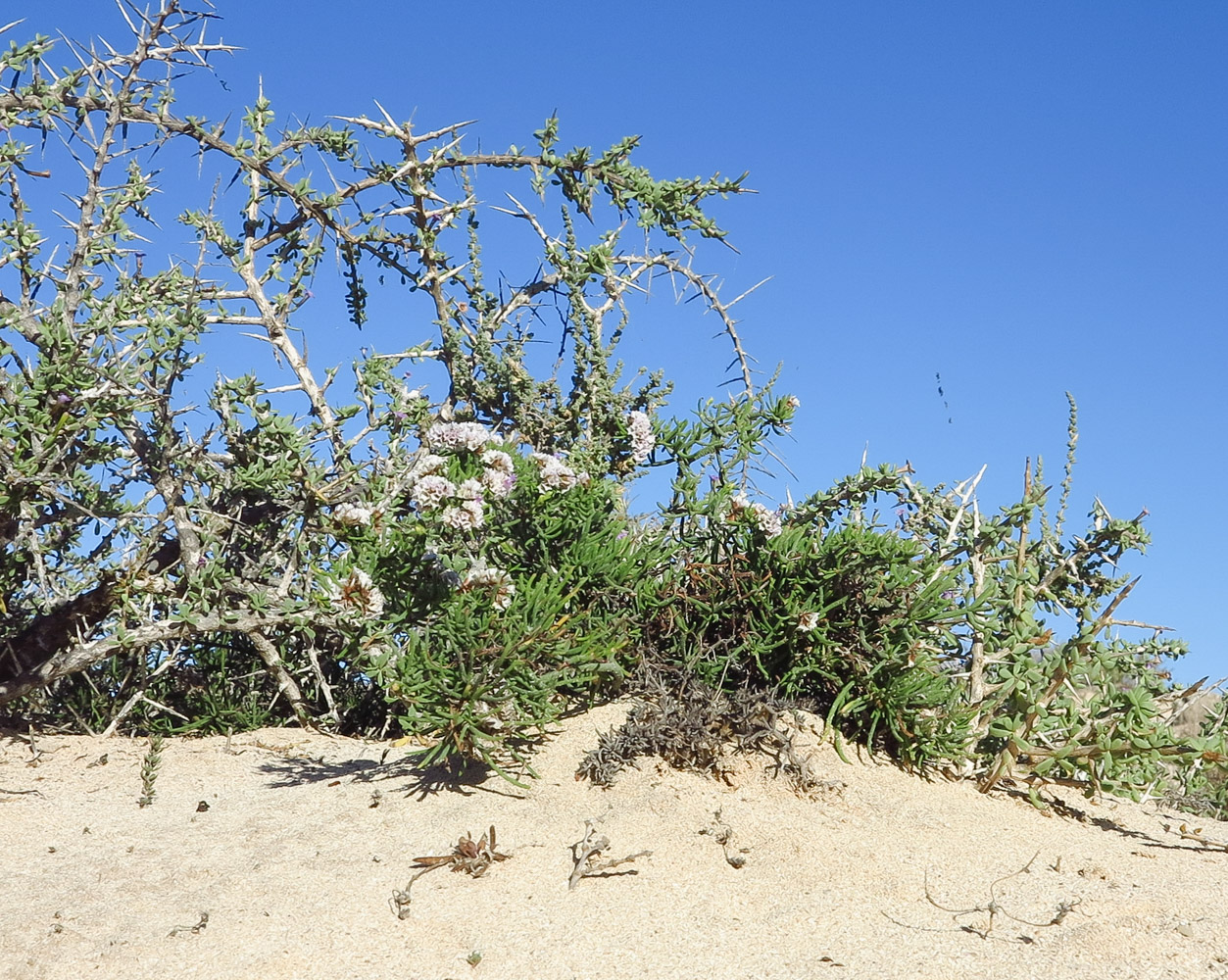 Изображение особи Limonium papillatum.