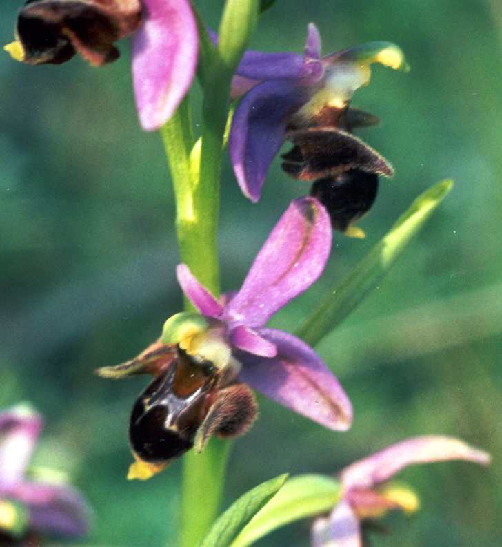 Image of Ophrys oestrifera specimen.