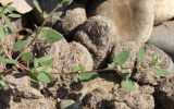 Chenopodium acuminatum. Побеги цветущего растения. Видны характерные для данного вида гиалиновая кайма листа и шипик на верхушке листа. Хакасия, окр. с. Аршаново, на обочине дороги через барханы. 23.07.2016.