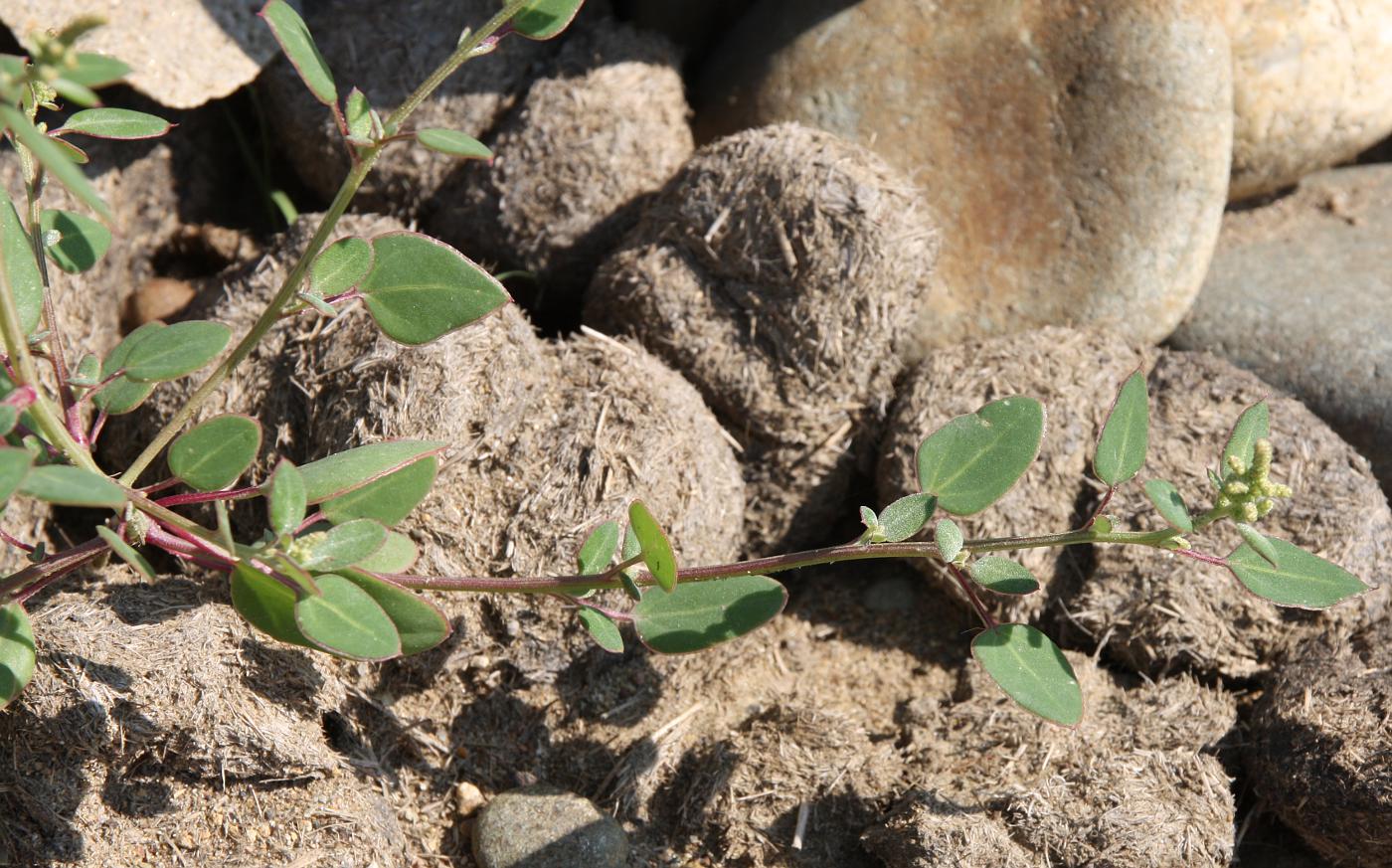 Image of Chenopodium acuminatum specimen.