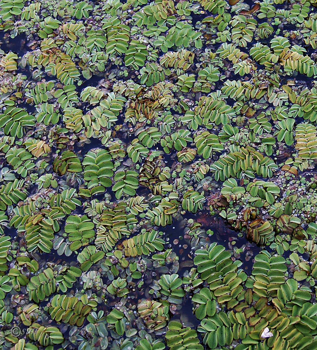 Image of Salvinia natans specimen.