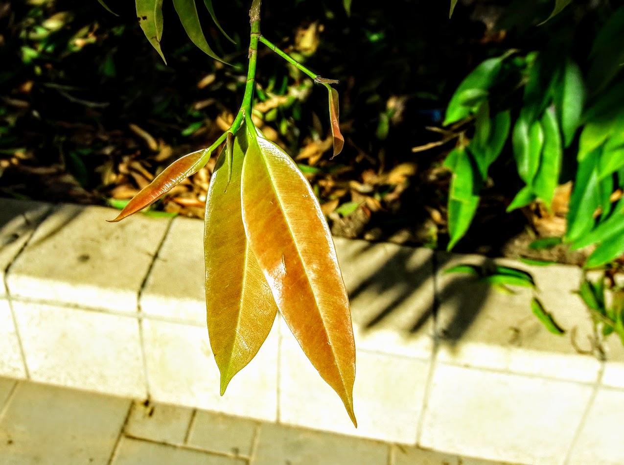 Image of Ficus binnendijkii specimen.