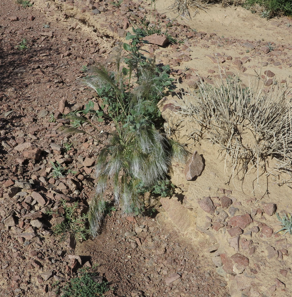 Image of Stipagrostis hirtigluma specimen.