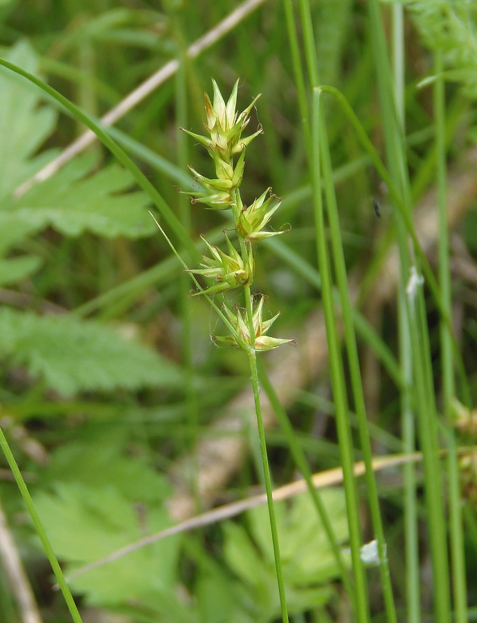 Image of Carex spicata specimen.