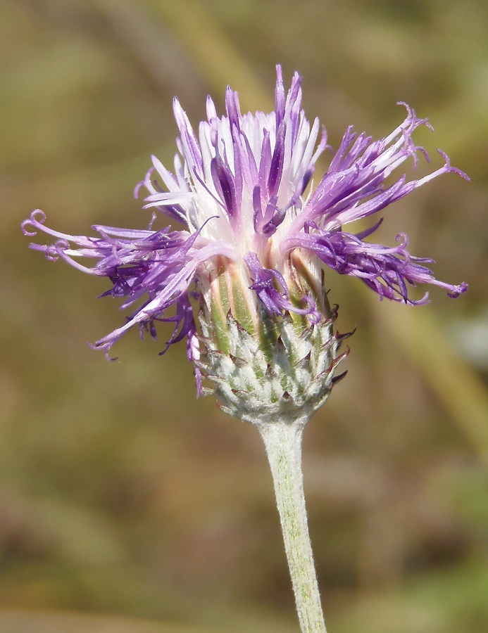 Image of genus Jurinea specimen.