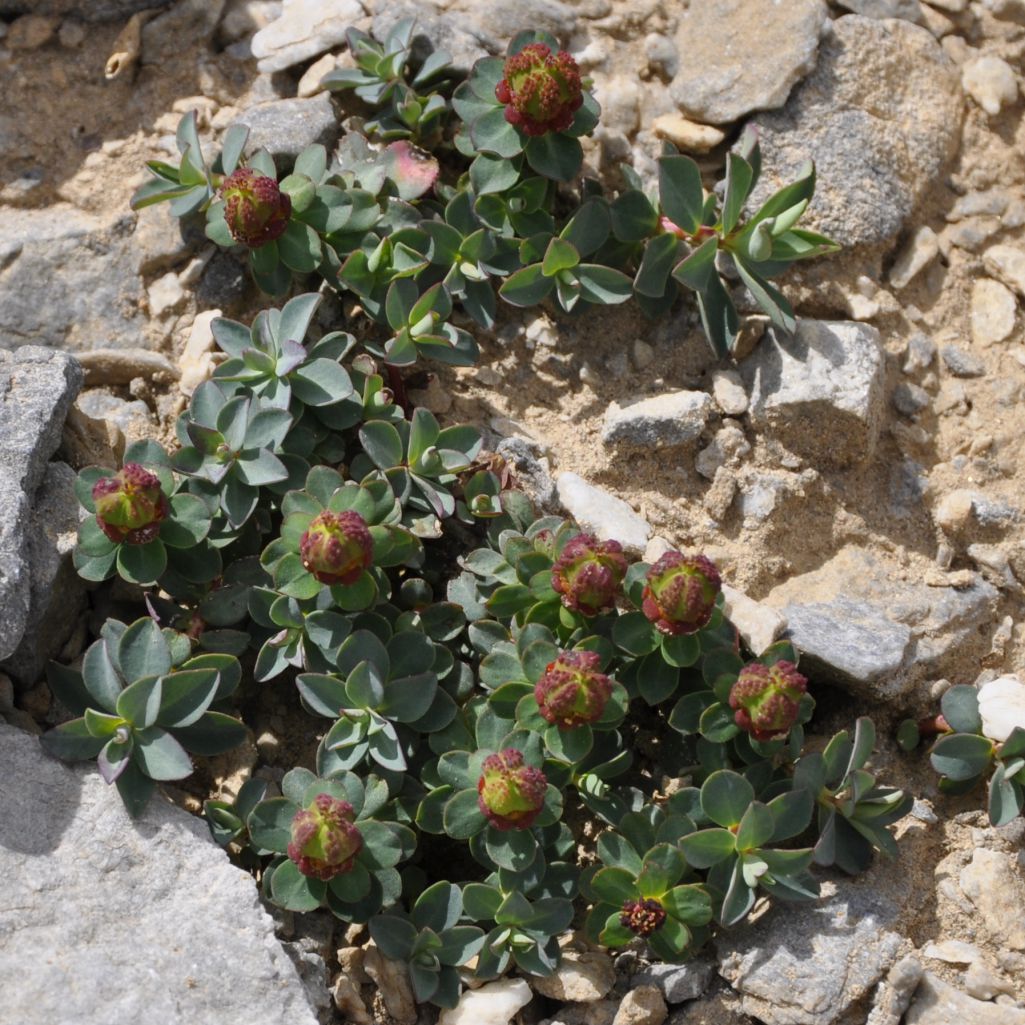 Image of Euphorbia capitulata specimen.