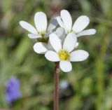 Saxifraga carpetana подвид graeca