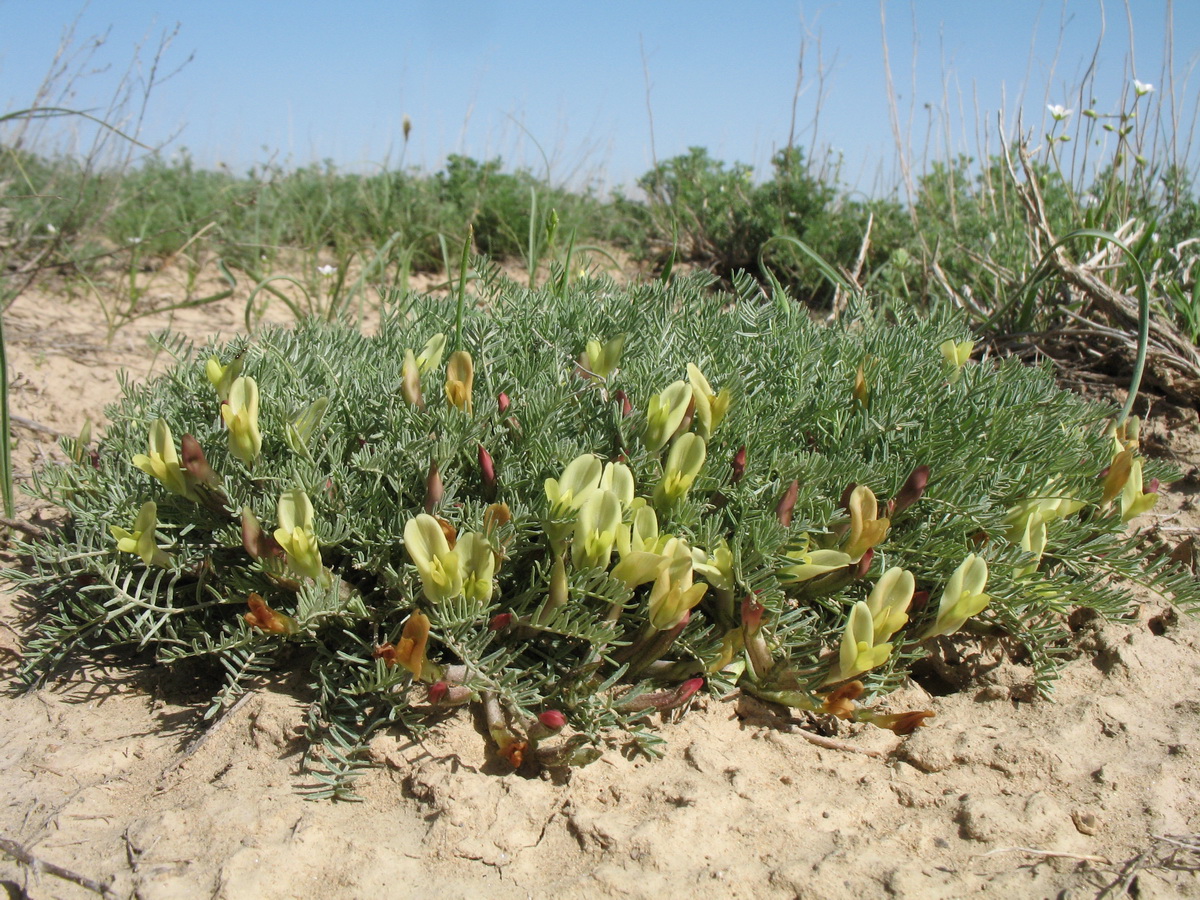 Изображение особи Astragalus dianthus.