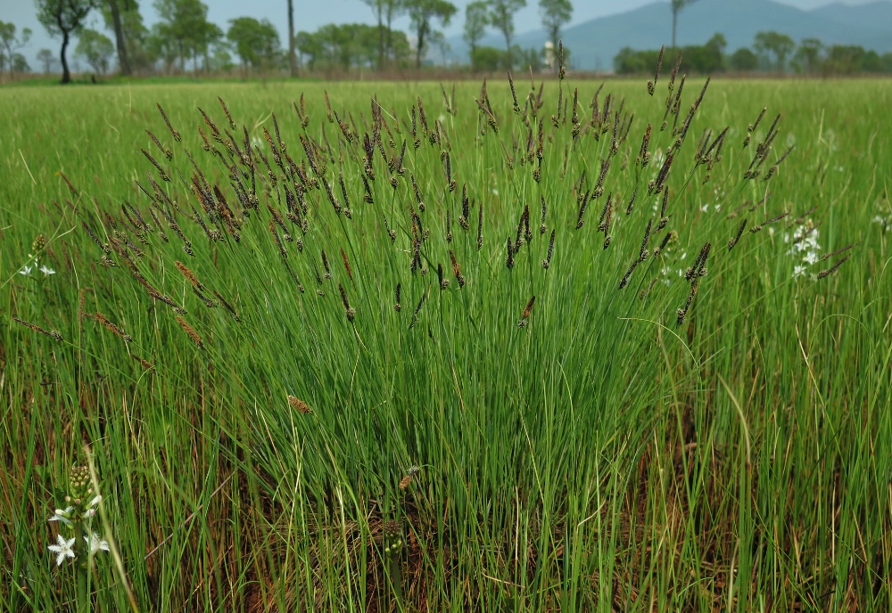 Изображение особи Carex meyeriana.