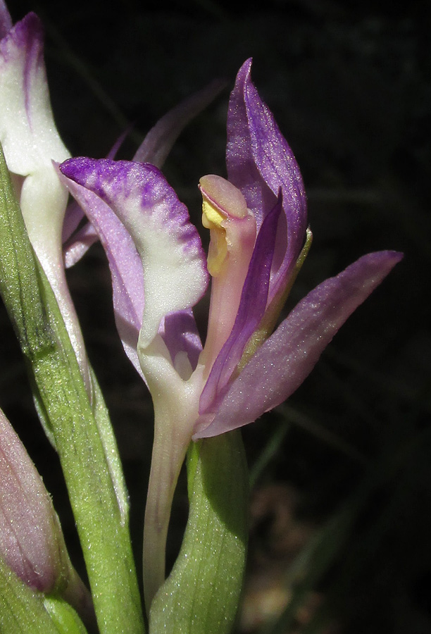 Image of Limodorum abortivum var. viride specimen.