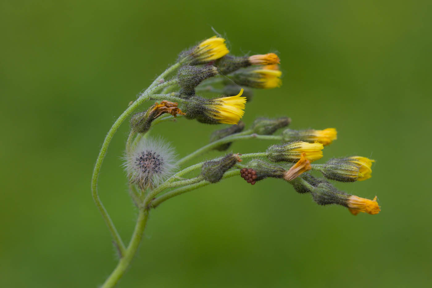 Image of genus Pilosella specimen.