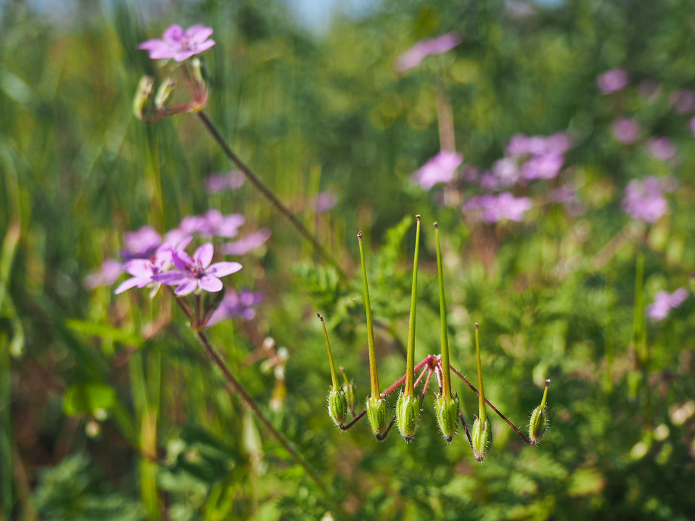 Image of Erodium cicutarium specimen.