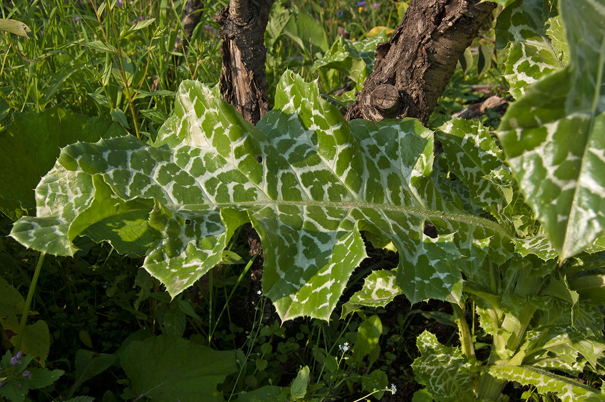 Изображение особи Silybum marianum.