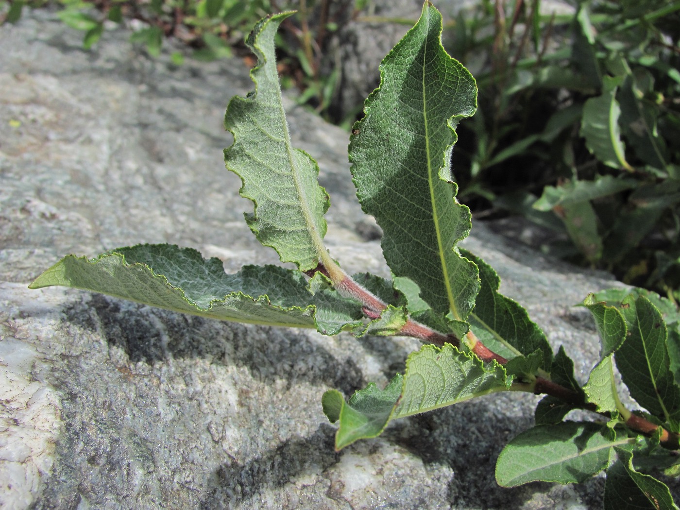 Image of genus Salix specimen.