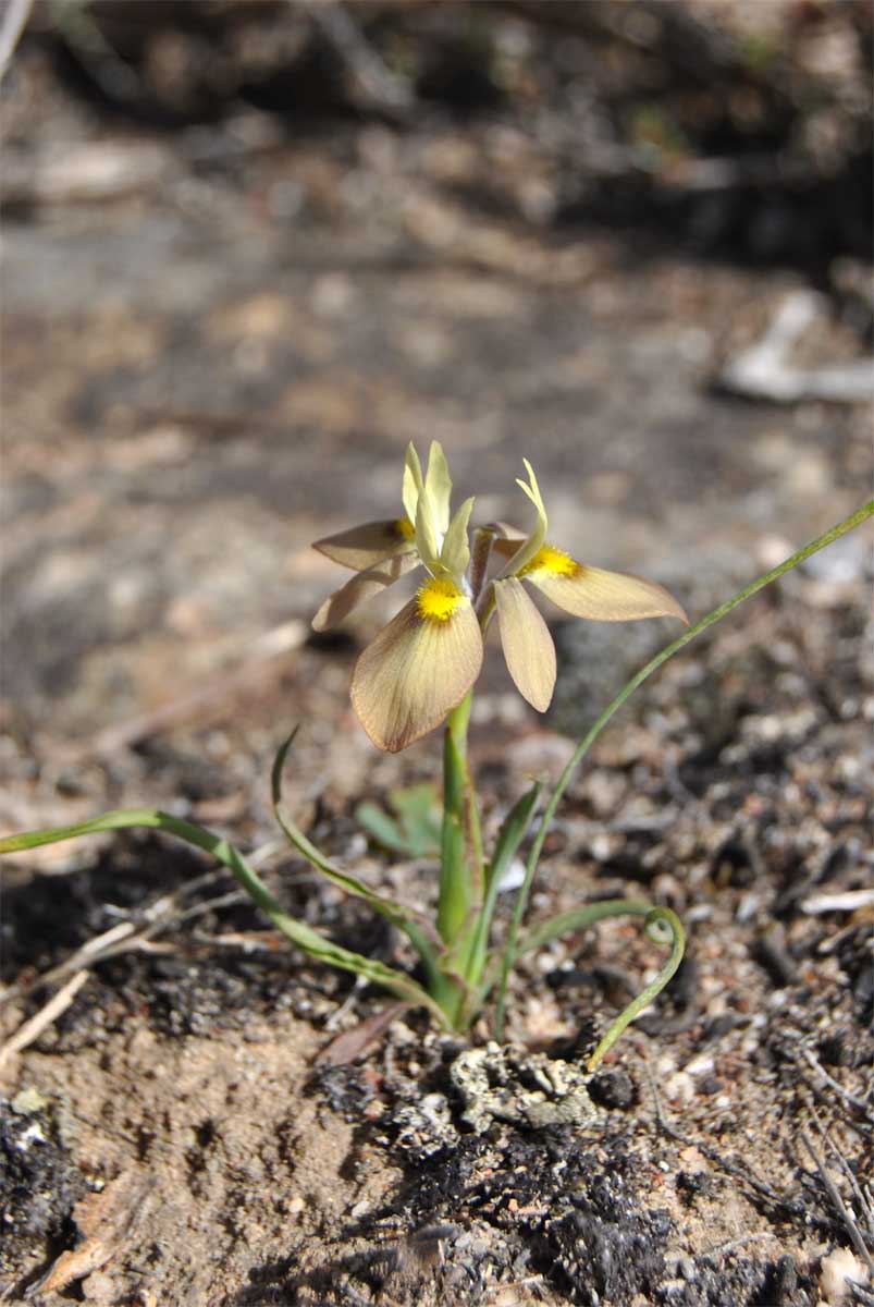 Image of Moraea papilionacea specimen.