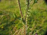 Cirsium vulgare