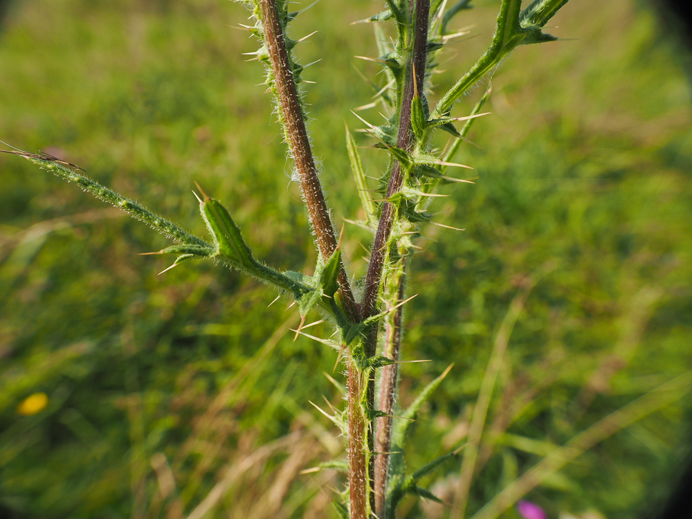 Image of Cirsium vulgare specimen.