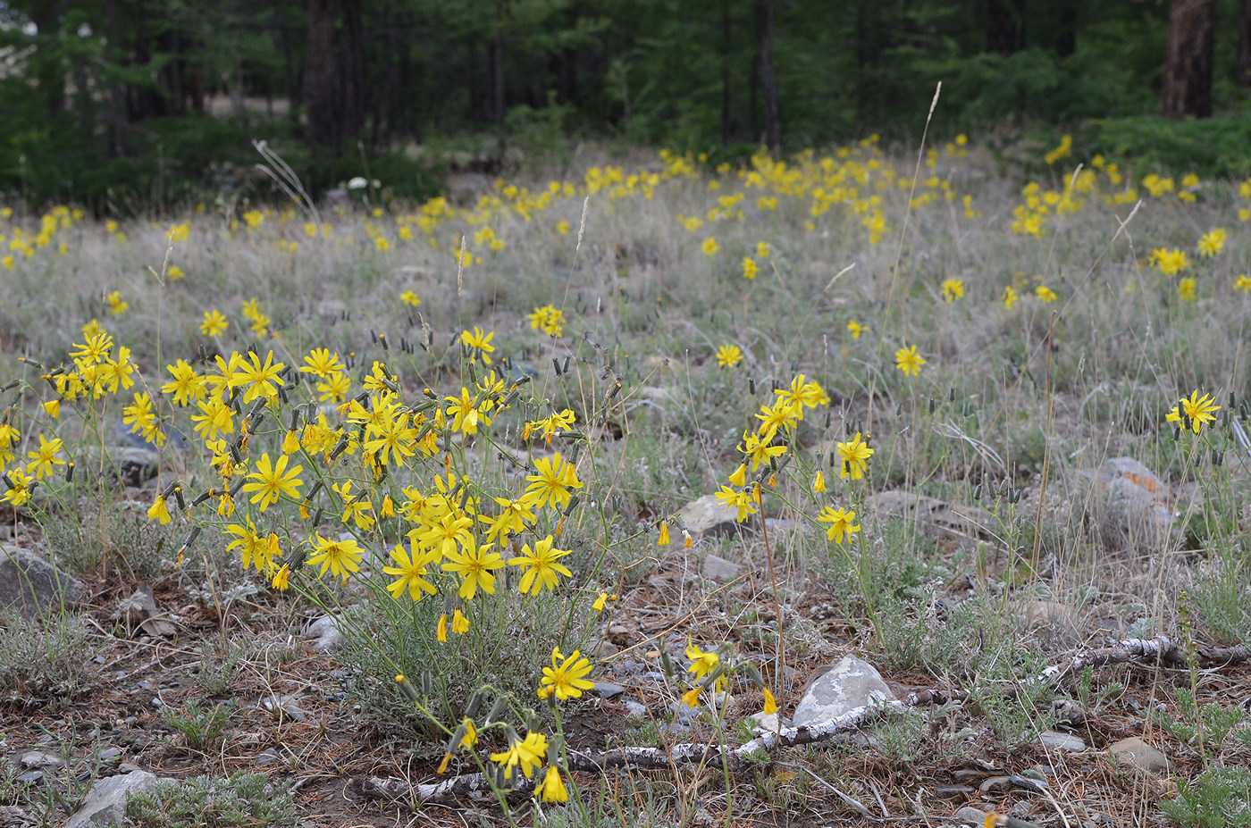 Image of Youngia tenuifolia ssp. altaica specimen.