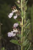 Teucrium chamaedrys