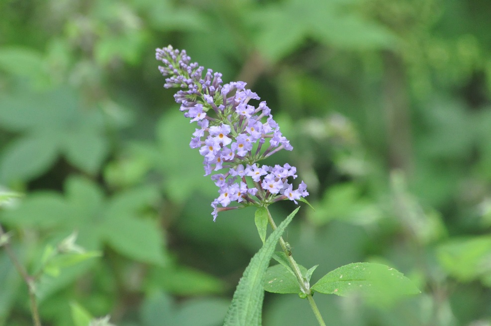 Image of Buddleja davidii specimen.