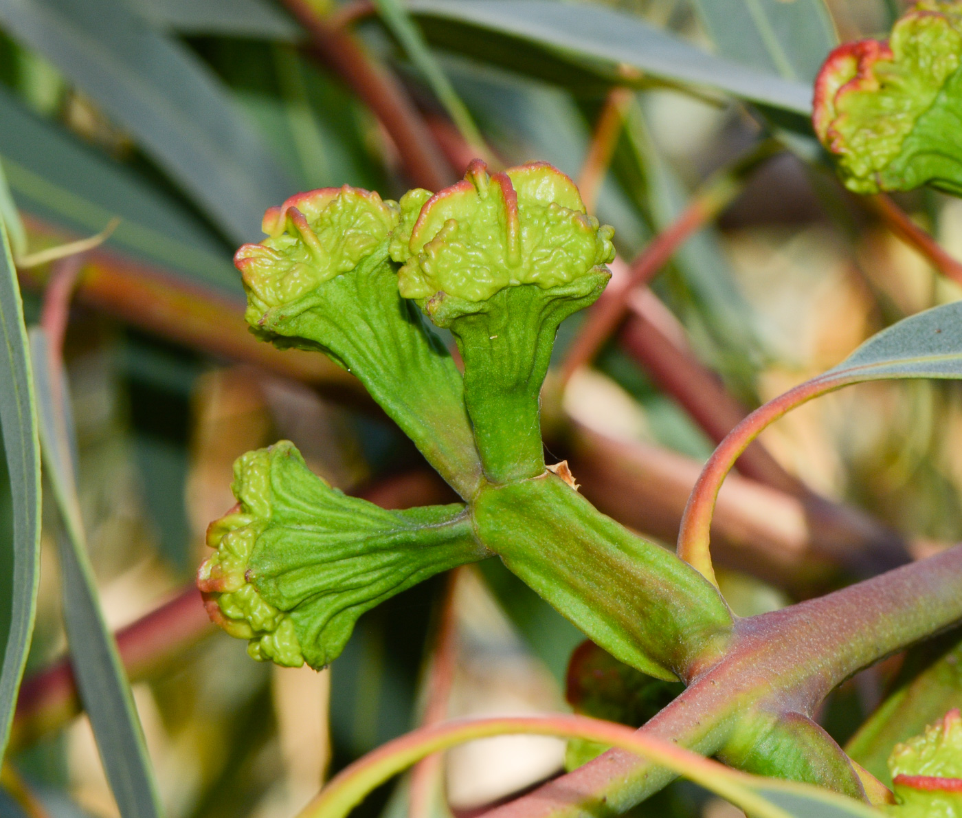 Image of Eucalyptus erythrocorys specimen.