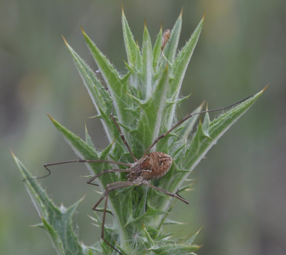 Image of Carlina corymbosa specimen.