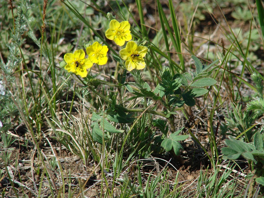 Изображение особи Potentilla bifurca.