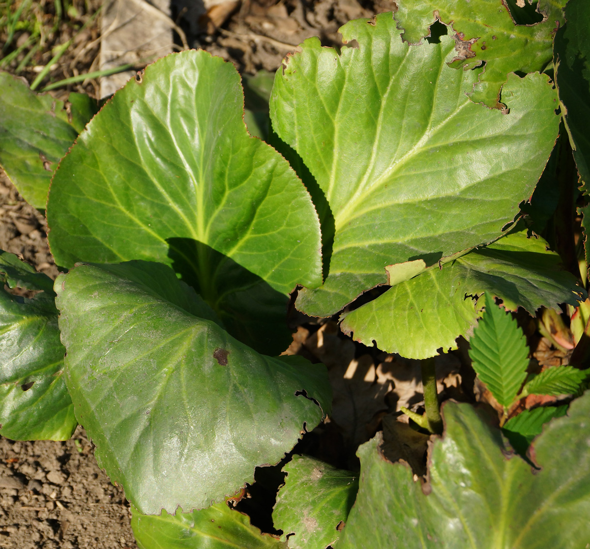 Image of Bergenia crassifolia specimen.