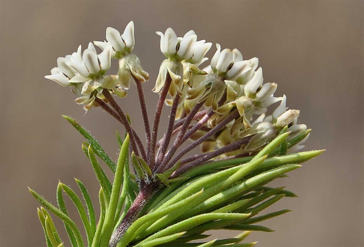 Изображение особи Asclepias linaria.