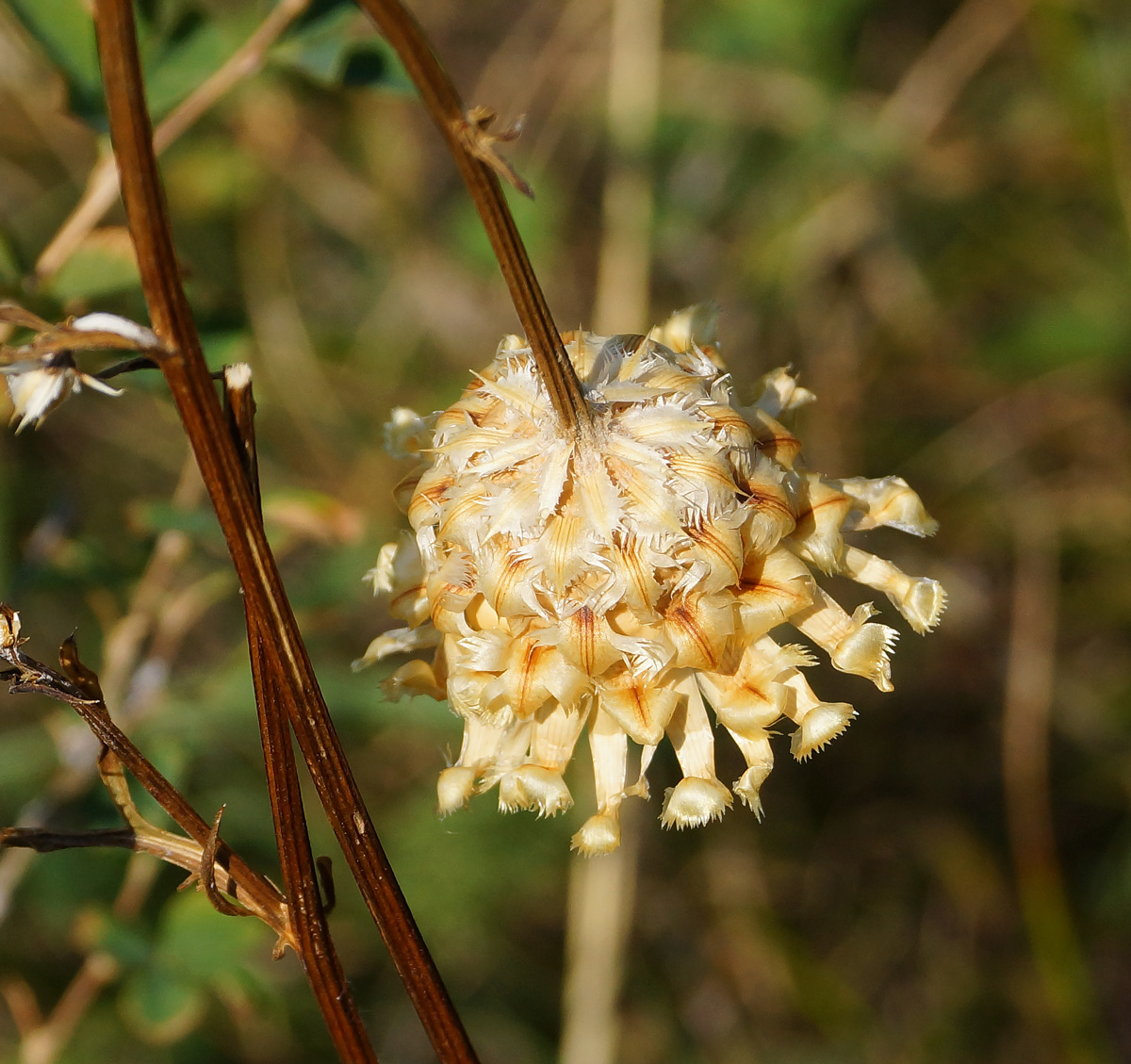 Image of Centaurea orientalis specimen.