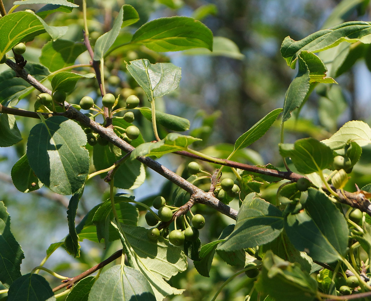 Image of Rhamnus cathartica specimen.