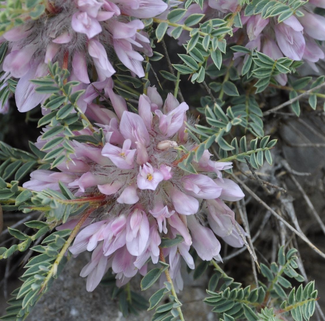 Image of Astragalus parnassi specimen.