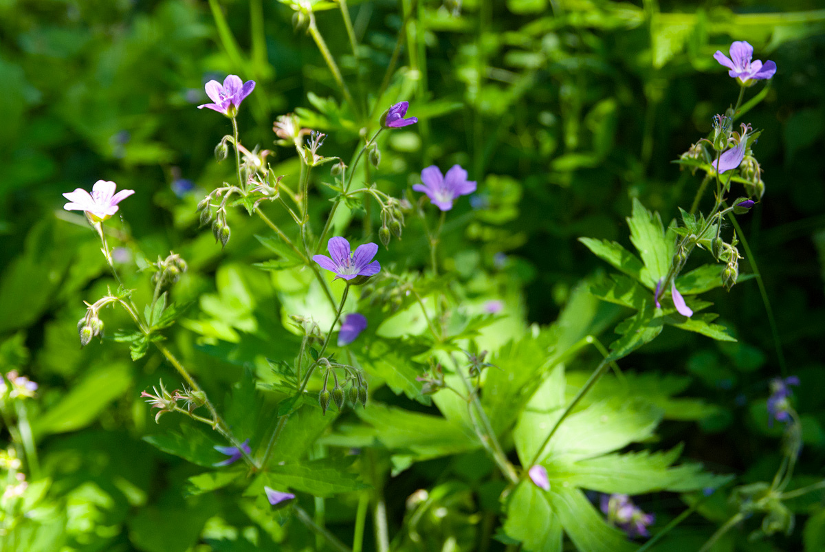 Image of Geranium sylvaticum specimen.