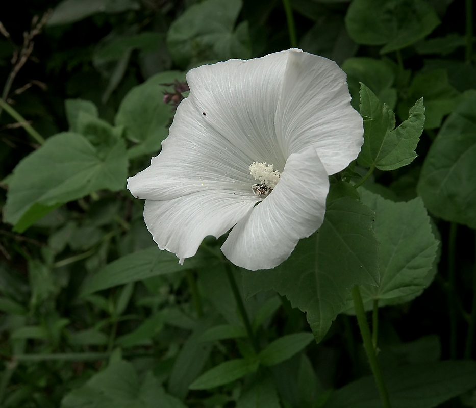 Image of Malva trimestris specimen.