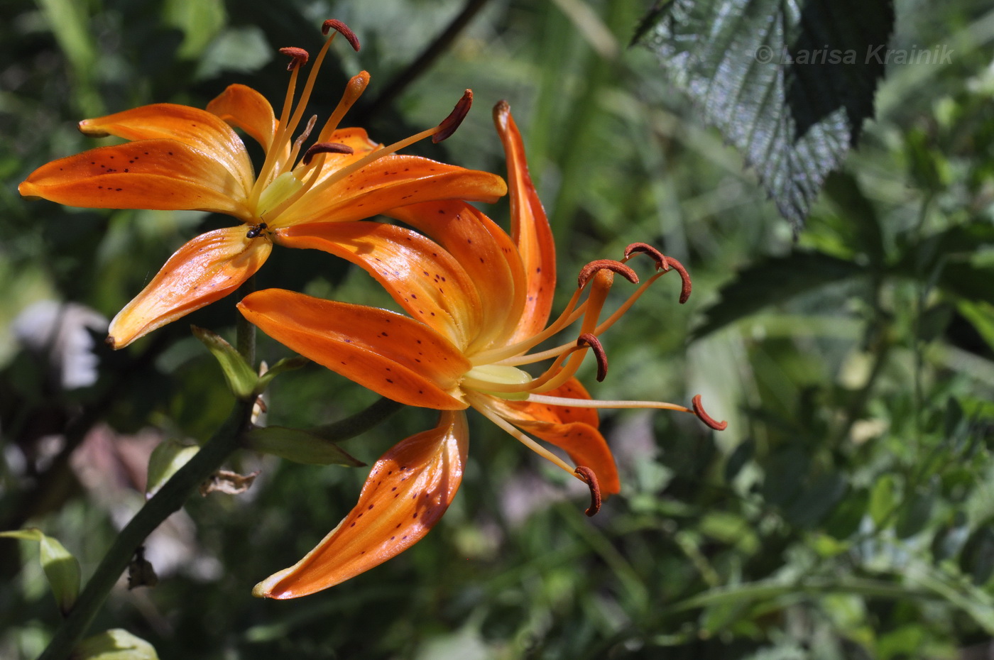 Image of Lilium distichum specimen.