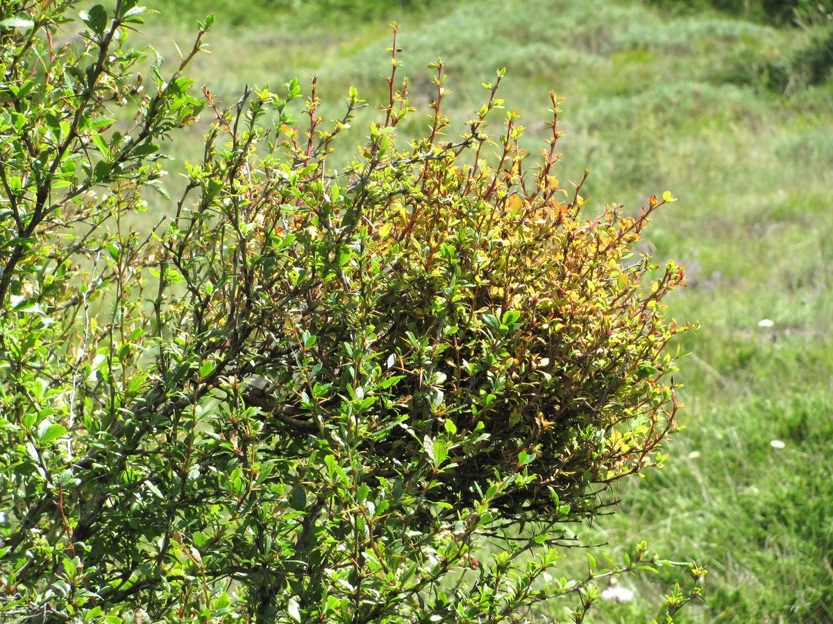 Image of Berberis vulgaris specimen.