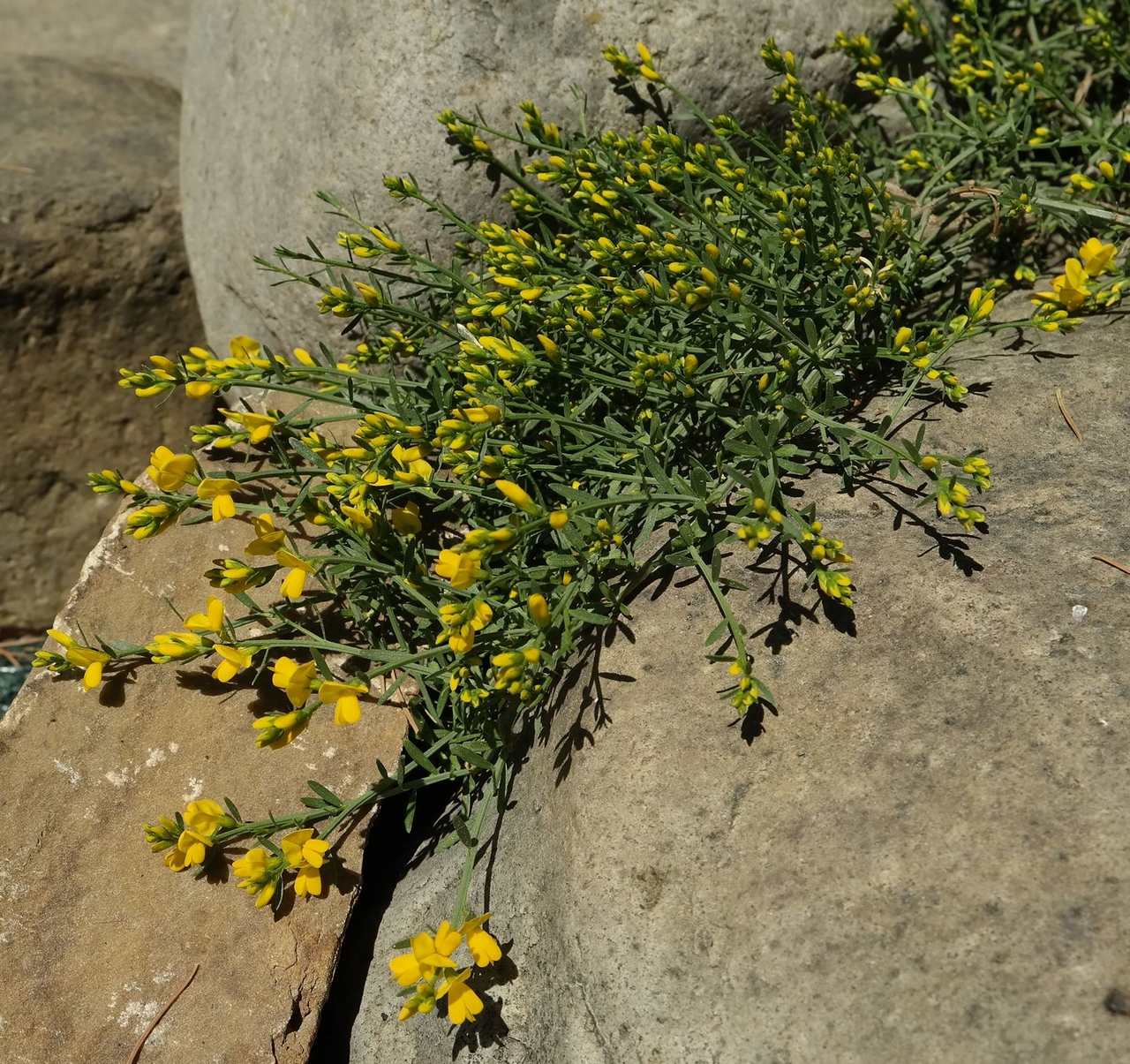 Image of genus Genista specimen.