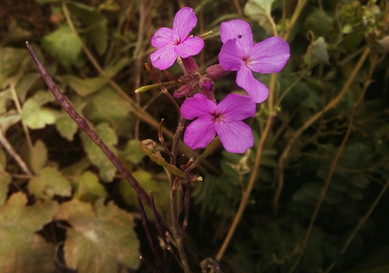 Изображение особи Hesperis matronalis.