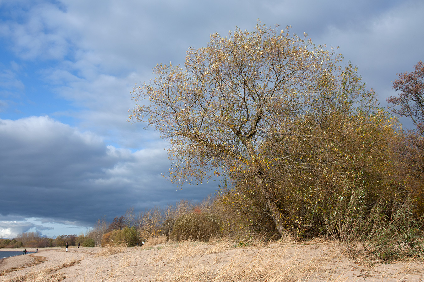 Image of Salix pentandra specimen.